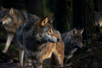 grey/timber wolf, Canis lupus, side on portrait while caught in shaft of sunlight penetrating woodland during December/winter.
