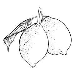 Two lemons on a branch. Set of fresh citrus fruits. Leaf, lime. Hand draw sketch. Vector illustration isolated on a white background. Design elements. Black and white line art. Coloring page book.