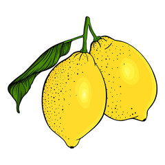 Two lemons on a branch. Set of fresh yellow citrus fruits. Green leaf, lime. Hand drawn sketch. Colorful vector illustration isolated on a white background. Color design elements. Line art.
