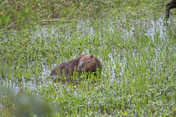 Capybara in the Pantanal, Brazil, South America