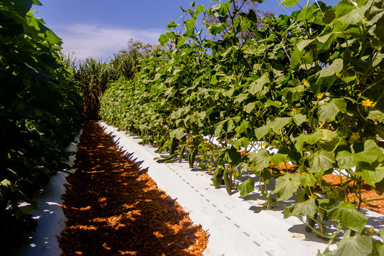 Plantation of cucumber grown on the farm - organic plantation without pesticides