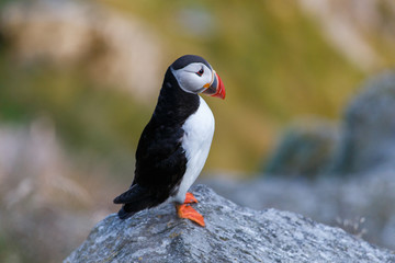 Atlantic puffin sits on a rock in Norway