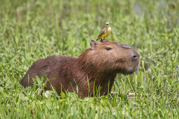 Fototapeta premium Capybara with a bird on the head in the Pantanal, Brazil, South America