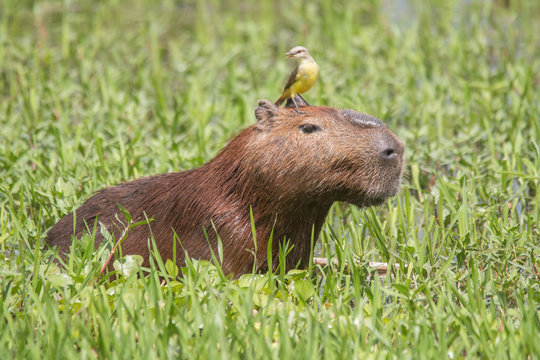 Capybara with a bird on the head in the Pantanal, Brazil, South America