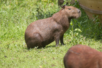 Capybara in the Pantanal, Brazil, South America