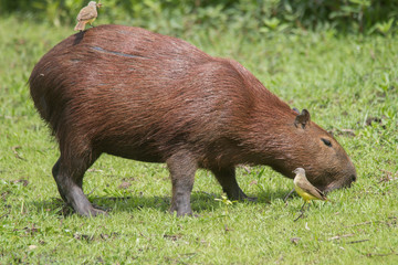 Capybara in the Pantanal, Brazil, South America