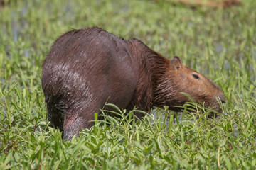Capybara in the Pantanal, Brazil, South America