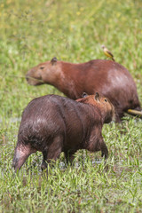 Capybara in the Pantanal, Brazil, South America