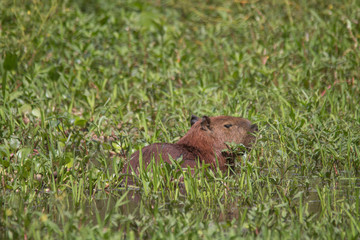 Capybara in the Pantanal, Brazil, South America