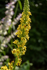 Schwarze Königskerze (Verbascum nigrum)