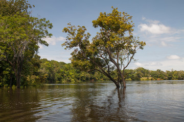 Fototapeta na wymiar Forest under water in the Amazon region, Brazil, South America