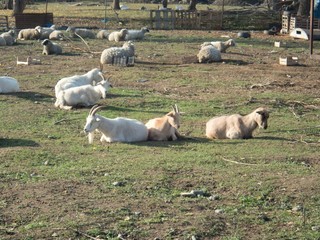 herd of goats in a farmland