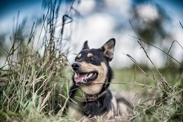 Watchdog in the grass. Photographed in retro style.