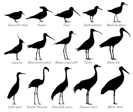 Water birds and birds of fields. Silhouettes vector collection.