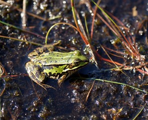 Teichfrosch