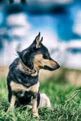Watchdog in the grass. Photographed in retro style.