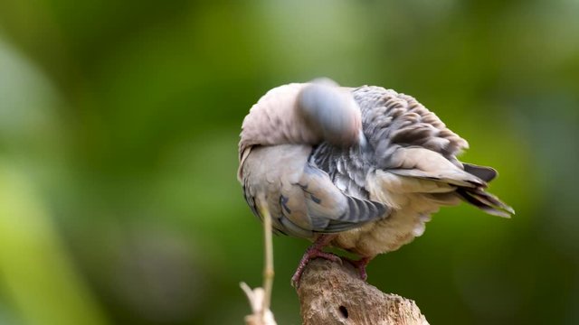Close up shot of a beautiful eared dove preening its feathers while standind on a rock