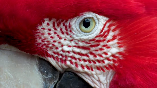 Extreme close up of a red and green macaw eye and red plumage