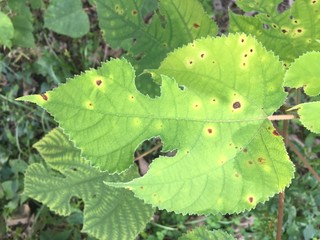 caterpillar on leaf