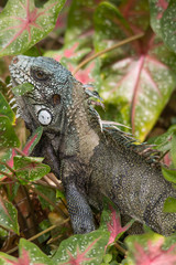 Green Iguana in the bush eating leaves, Amazonas region, Brazil, South America