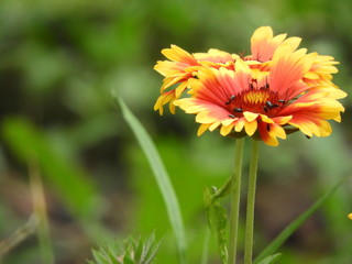 Gaillardes - Gaillardia