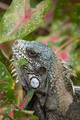 Green Iguana in the bush eating leaves, Amazonas region, Brazil, South America