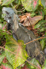 Green Iguana in the bush eating leaves, Amazonas region, Brazil, South America