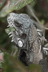 Green Iguana in the bush eating leaves, Amazonas region, Brazil, South America