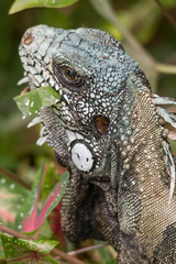 Green Iguana in the bush eating leaves, Amazonas region, Brazil, South America