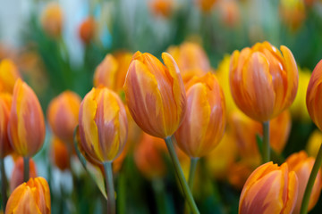 orange tulip , group of fresh tulips flower