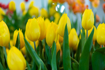 Obraz premium yellow tulip , group of fresh tulips flower