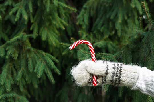 Female hand in a white knitted sweater and woolen light mittens with ornament holds in his outstretched hand a sweet Christmas cane against a background of green fir or pine, copy space