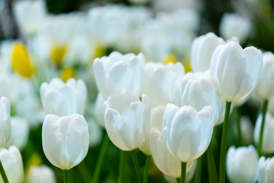 white tulip , group of fresh tulips flower
