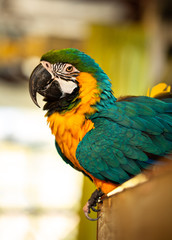 Blue and yellow Macaw bird close up