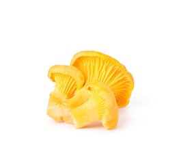 Yellow Chanterelle Isolated on White Background Close-Up