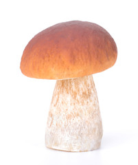 big boletus edulis isolated on white background in forest moss close up
