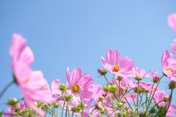pink cosmos flower blooming in spring season , sweet tone