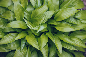 Fototapeta premium Hosta plant leaves closeup view above, botanical background
