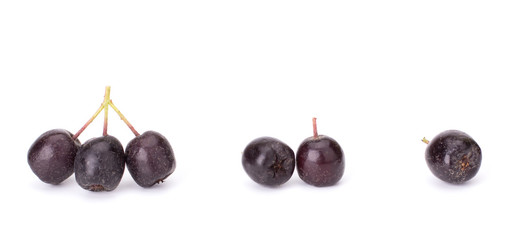 Branches of black chokeberry (Aronia melanocarpa) isolated on white background