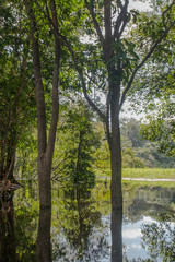 Forest under water in the Amazon region, Brazil, South America