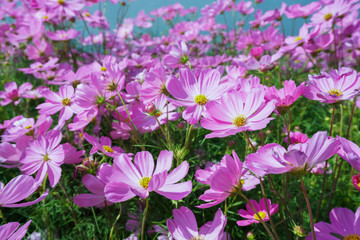 violet cosmos flower blooming in spring season , sweet tone