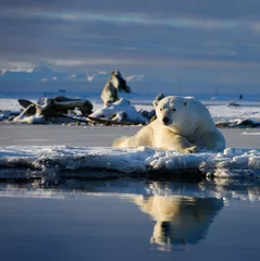 Gartenposter Fotos Männlicher Eisbär, der auf Barter Island mit Reflexion in der Kaktovik-Lagune Alaska und Walknochen und Bergen liegt?