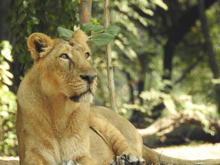 A closeup shot of a magnificent lioness on a road in the African jungles