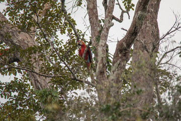 Red and green macaw in the Amazonas region, Brazil, South America