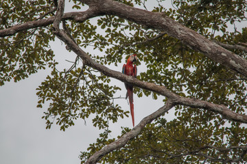 Red and green macaw in the Amazonas region, Brazil, South America