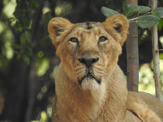 Jungle king lion closeup look, in detailed view of face eyes in landscape. Amazing looks of Lion...