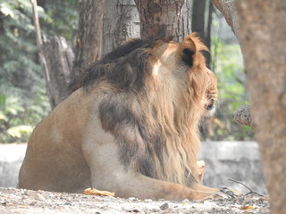 Gaze of an Asian lion in forest shadow. Calmness of the King of beasts, biggest cat of the world. The most dangerous and mighty predator of the world. Square image.  closeup photography of wild animal © Motion Photography