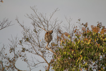 Brown throated sloth in the tree, Amazonas region, Brazil, South America