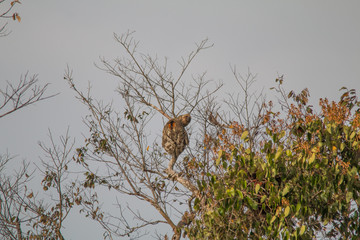Brown throated sloth in the tree, Amazonas region, Brazil, South America