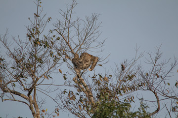 Brown throated sloth in the tree, Amazonas region, Brazil, South America